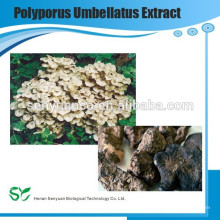 Mejor venta Polyporus Umbellatus Extract